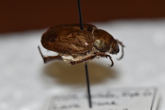 Pseudocotalpa giulianii