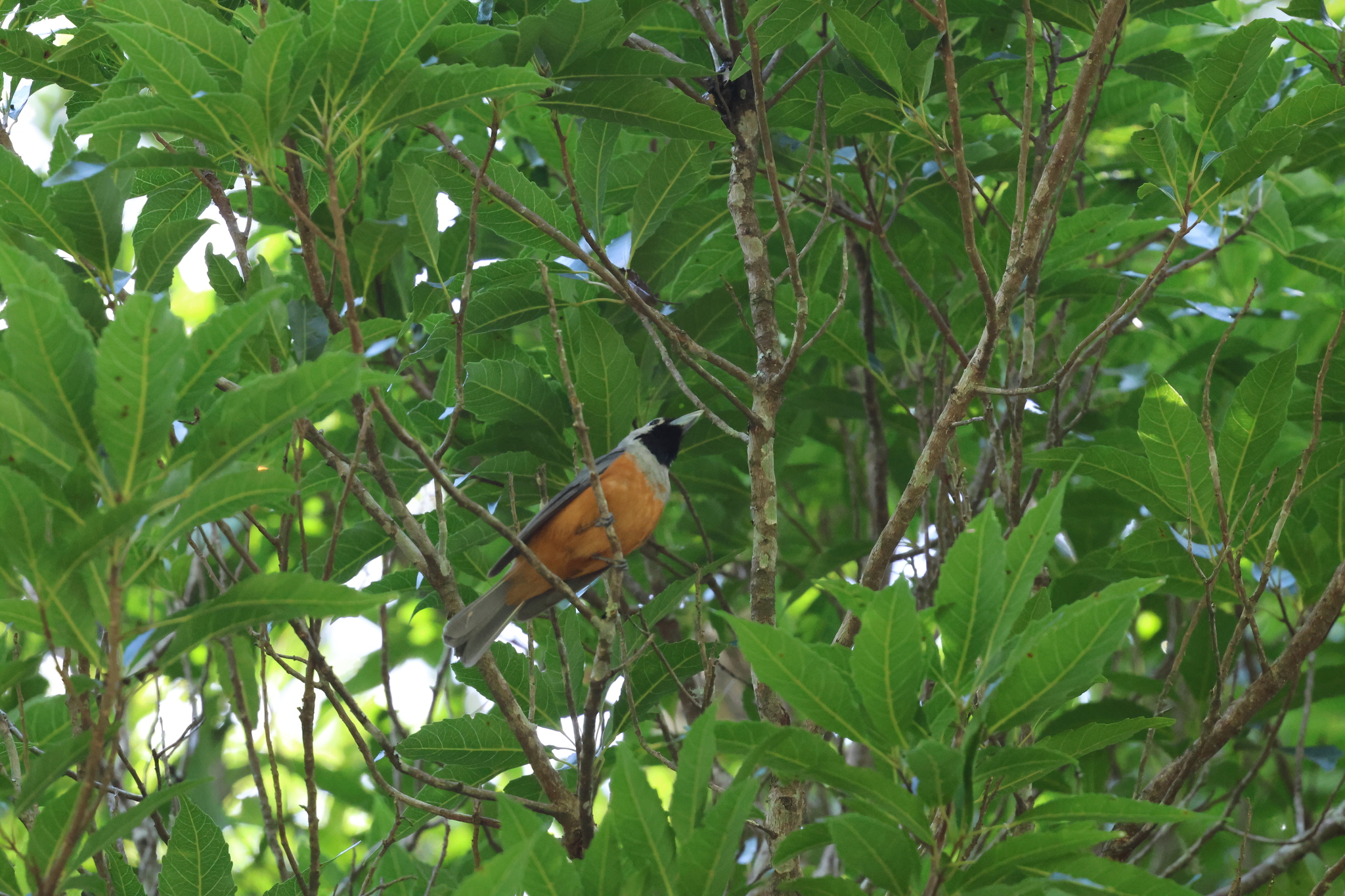 Black-faced Monarch (Monarcha melanopsis), photo 2