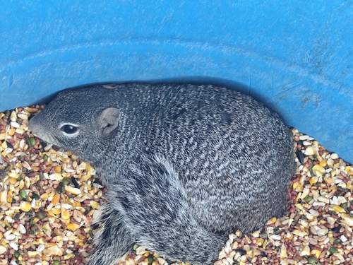 Rock Squirrel