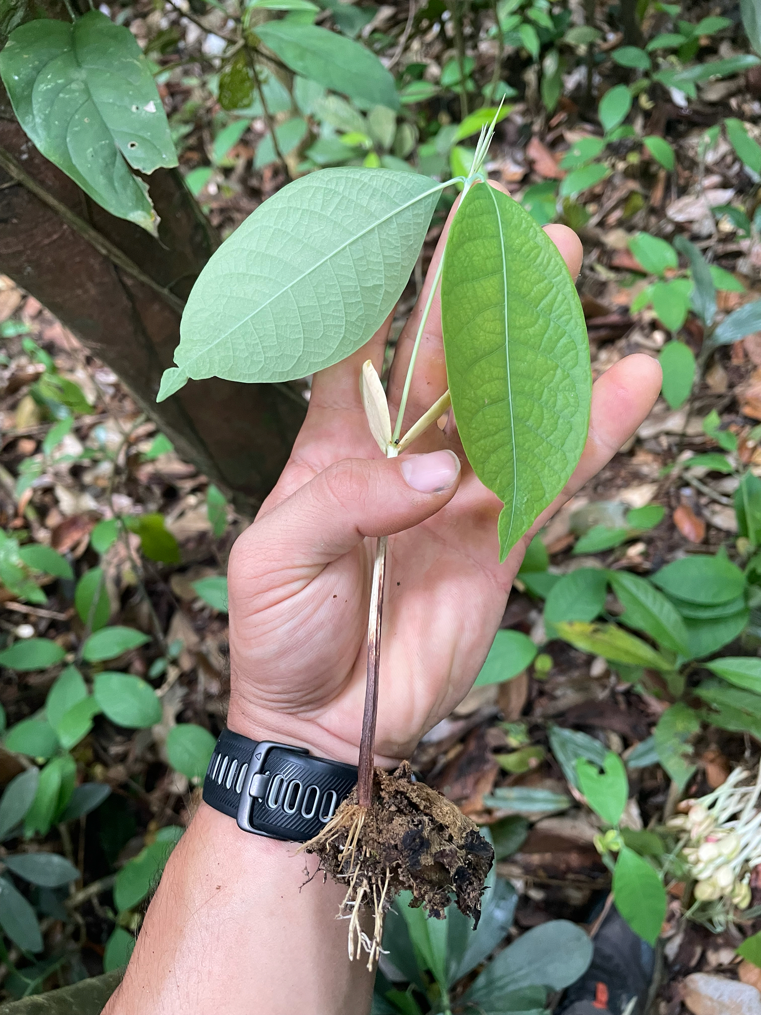 Irvingia Malayana (Irvingia malayana)