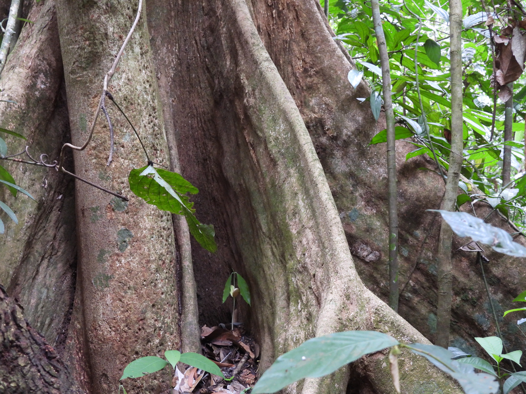 Irvingia malayana; photograph (c) Adam Kamal, some rights reserved (CC BY)