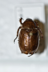Pseudocotalpa giulianii