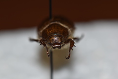 Pseudocotalpa giulianii