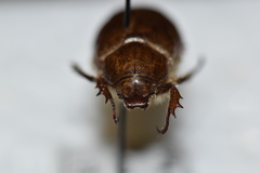 Pseudocotalpa giulianii