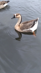 Anser cygnoides domesticus