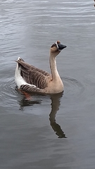 Anser cygnoides domesticus