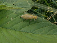 Epicauta maculata-group