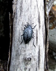 Cypherotylus californicus
