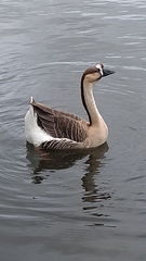 Anser cygnoides domesticus