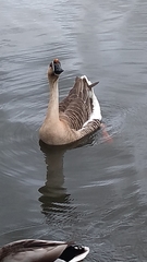 Anser cygnoides domesticus