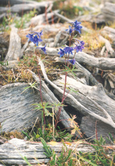 Delphinium cheilanthum