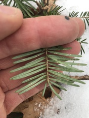 Taxus canadensis