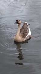 Anser cygnoides domesticus