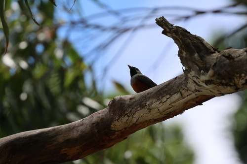 Black-faced Monarch (Monarcha melanopsis), photo 3