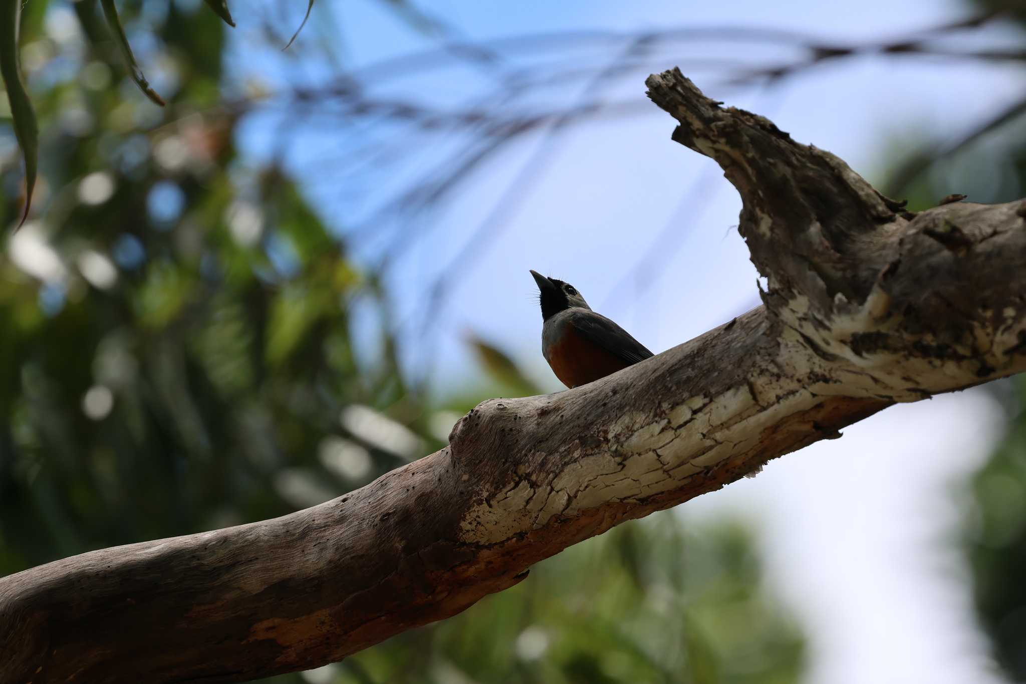 Black-faced Monarch (Monarcha melanopsis), photo 3