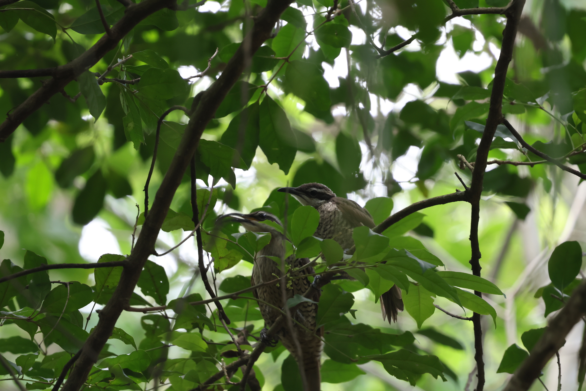 Paradise Riflebird (Ptiloris paradiseus), photo 1