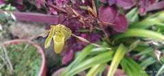 Phragmipedium