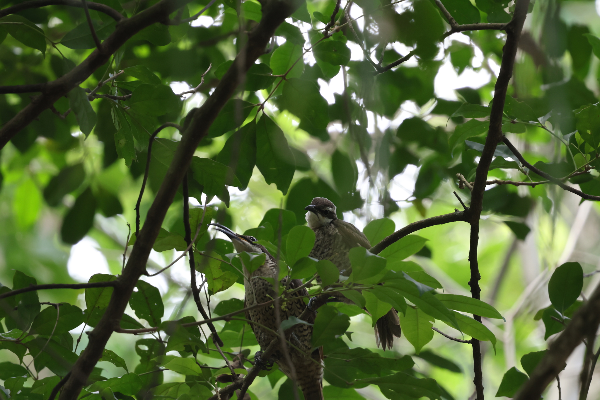 Paradise Riflebird (Ptiloris paradiseus), photo 2