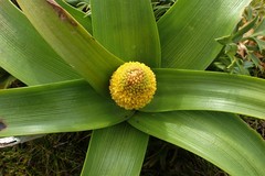 Bulbinella rossii