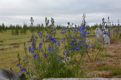 Delphinium cheilanthum