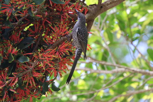 Little Wattlebird (Anthochaera chrysoptera), photo 4