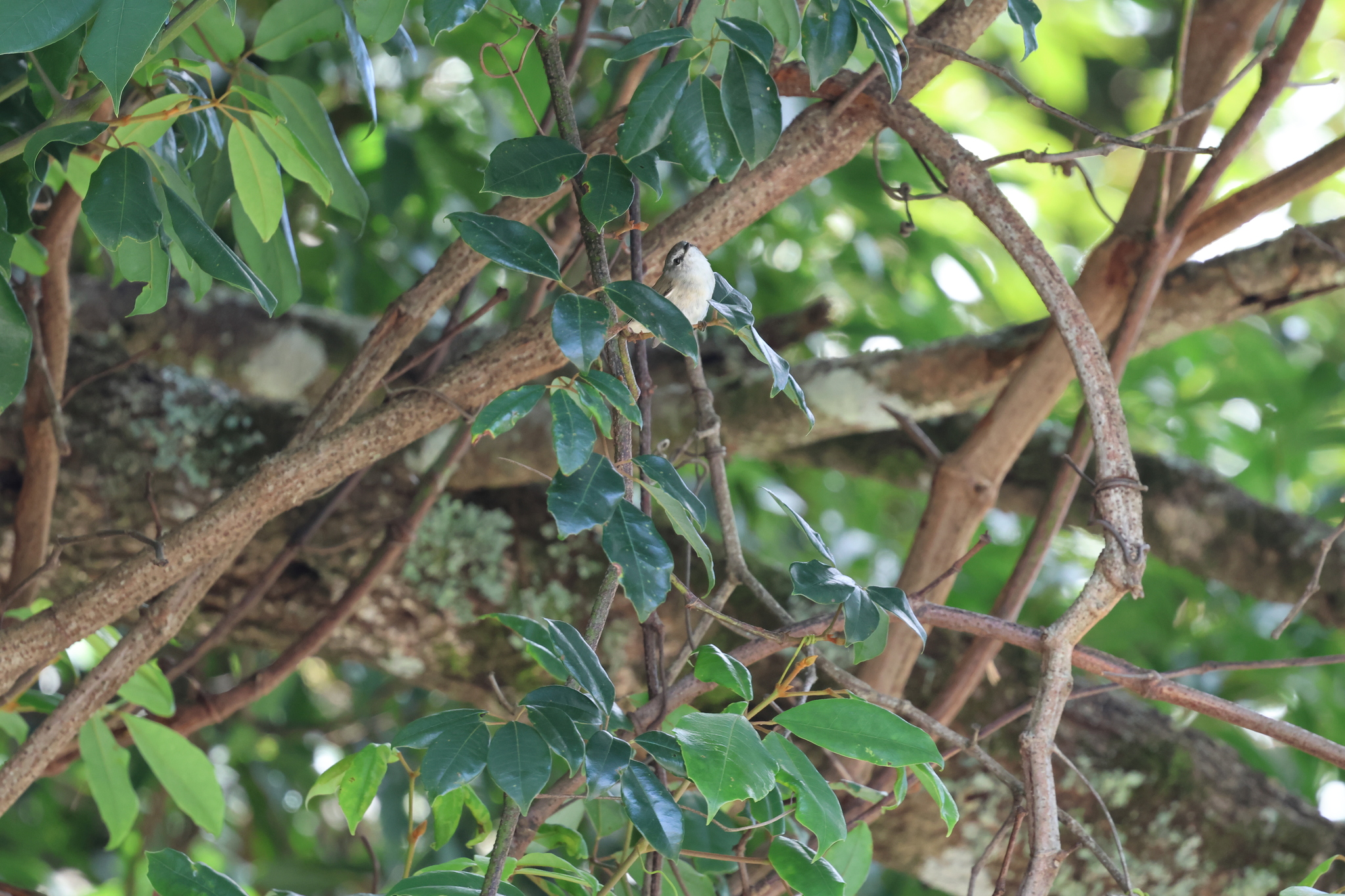 Brown Gerygone (Gerygone mouki), photo 10