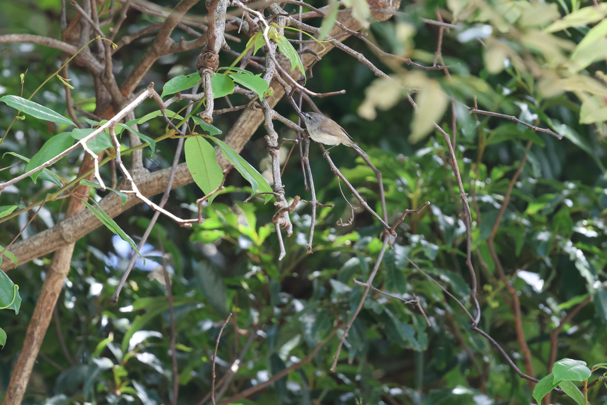 Brown Gerygone (Gerygone mouki), photo 9
