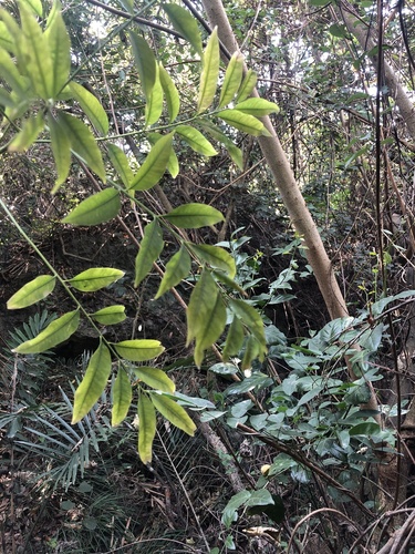 Foto de noz-de-sabão