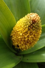 Bulbinella rossii