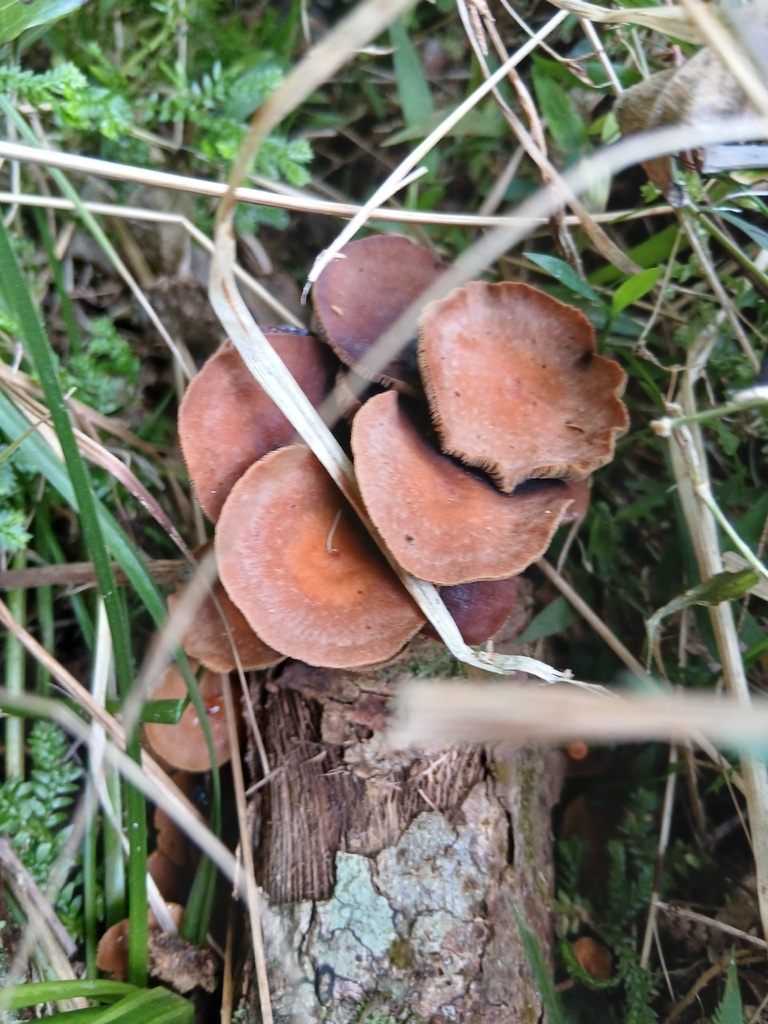 Hypholoma brunneum · January 2026 · photo: © mphnz (iNaturalist, cc0)