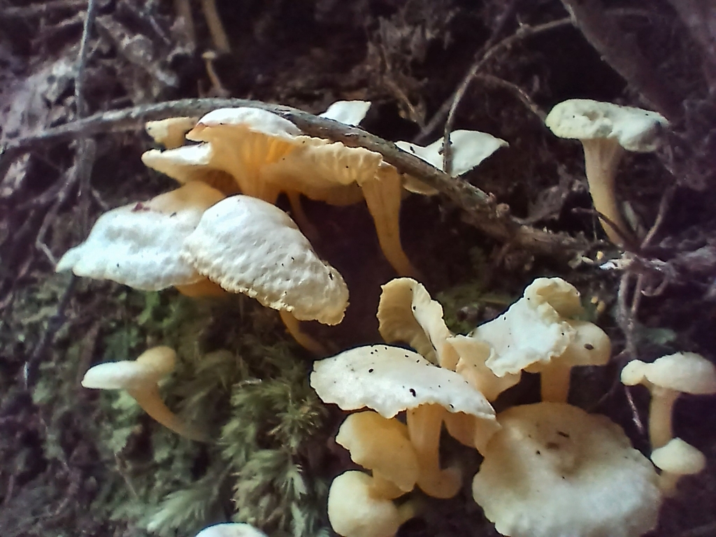 Cantharellus wellingtonensis · January 2026 · photo: © mphnz (iNaturalist, cc0)