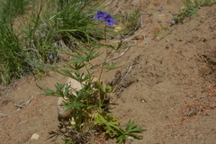 Delphinium cheilanthum