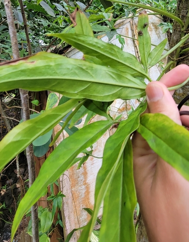 Syngonium angustatum observed 2026-01-06