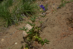 Delphinium cheilanthum