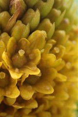 Bulbinella rossii