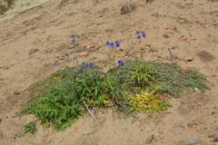 Delphinium cheilanthum