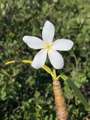 Plumeria alba