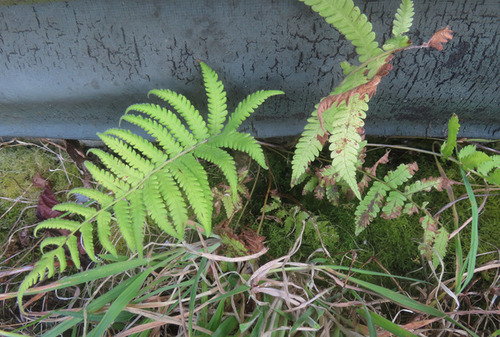 Thelypteris parasitica iNat (1)