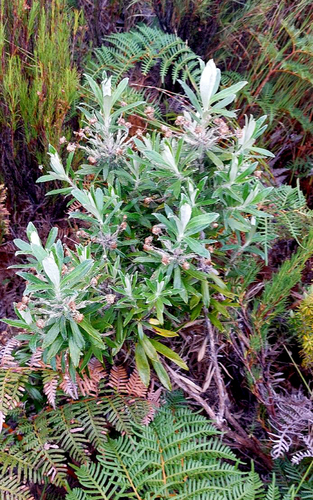Chatham Aster (Macrolearia semidentata)