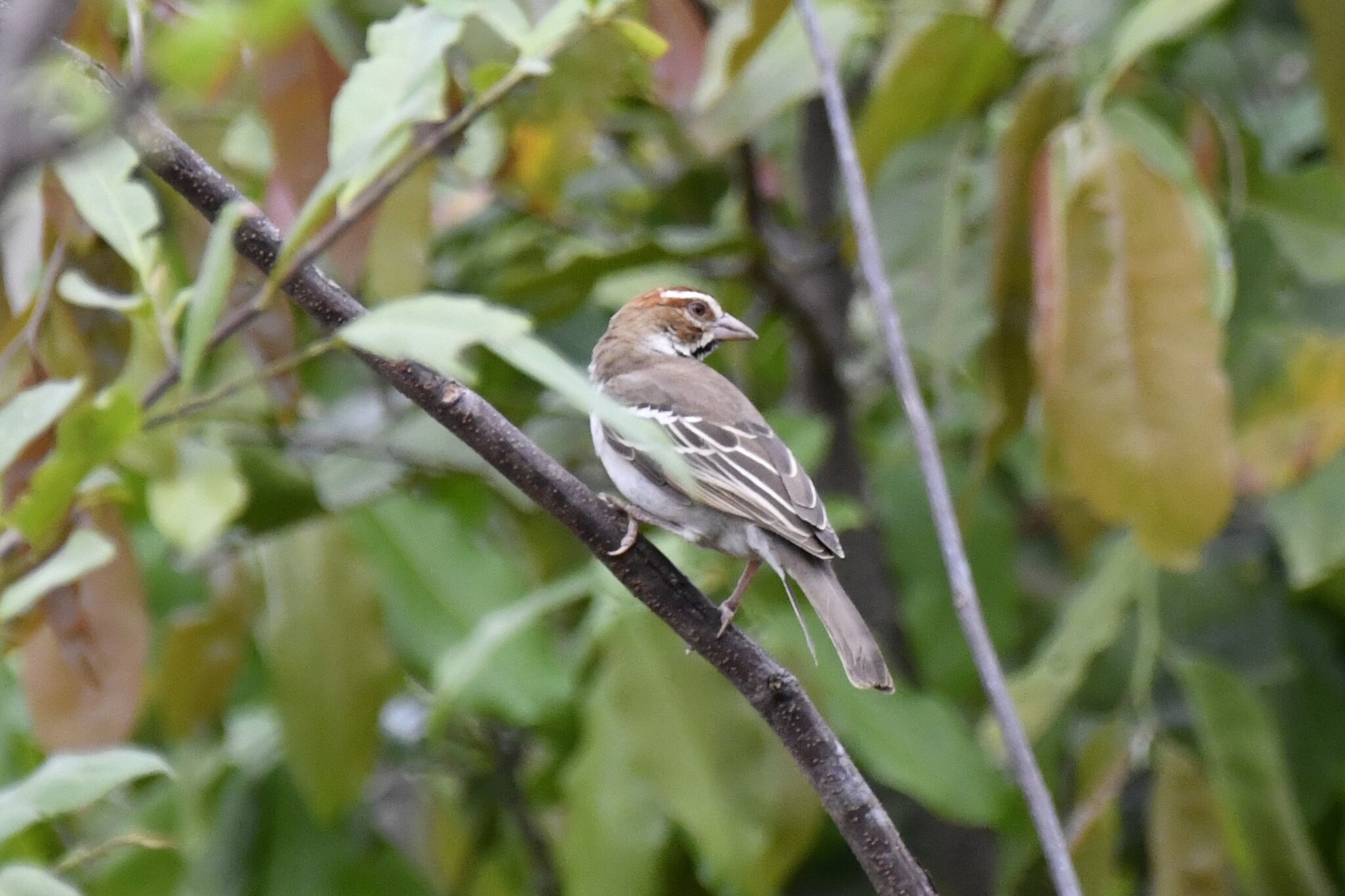 Chestnut-crowned Sparrow-Weaver (Plocepasser superciliosus), photo 7