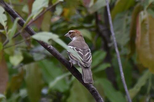 Chestnut-crowned Sparrow-Weaver (Plocepasser superciliosus), photo 8