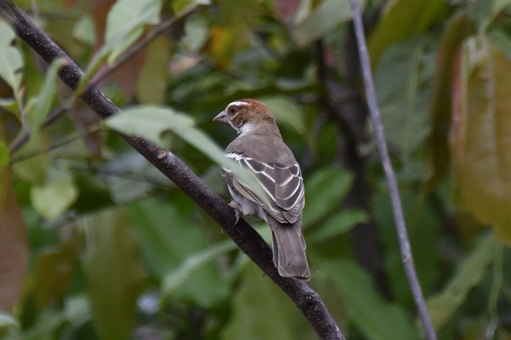 Chestnut-crowned Sparrow-Weaver (Plocepasser superciliosus), photo 8