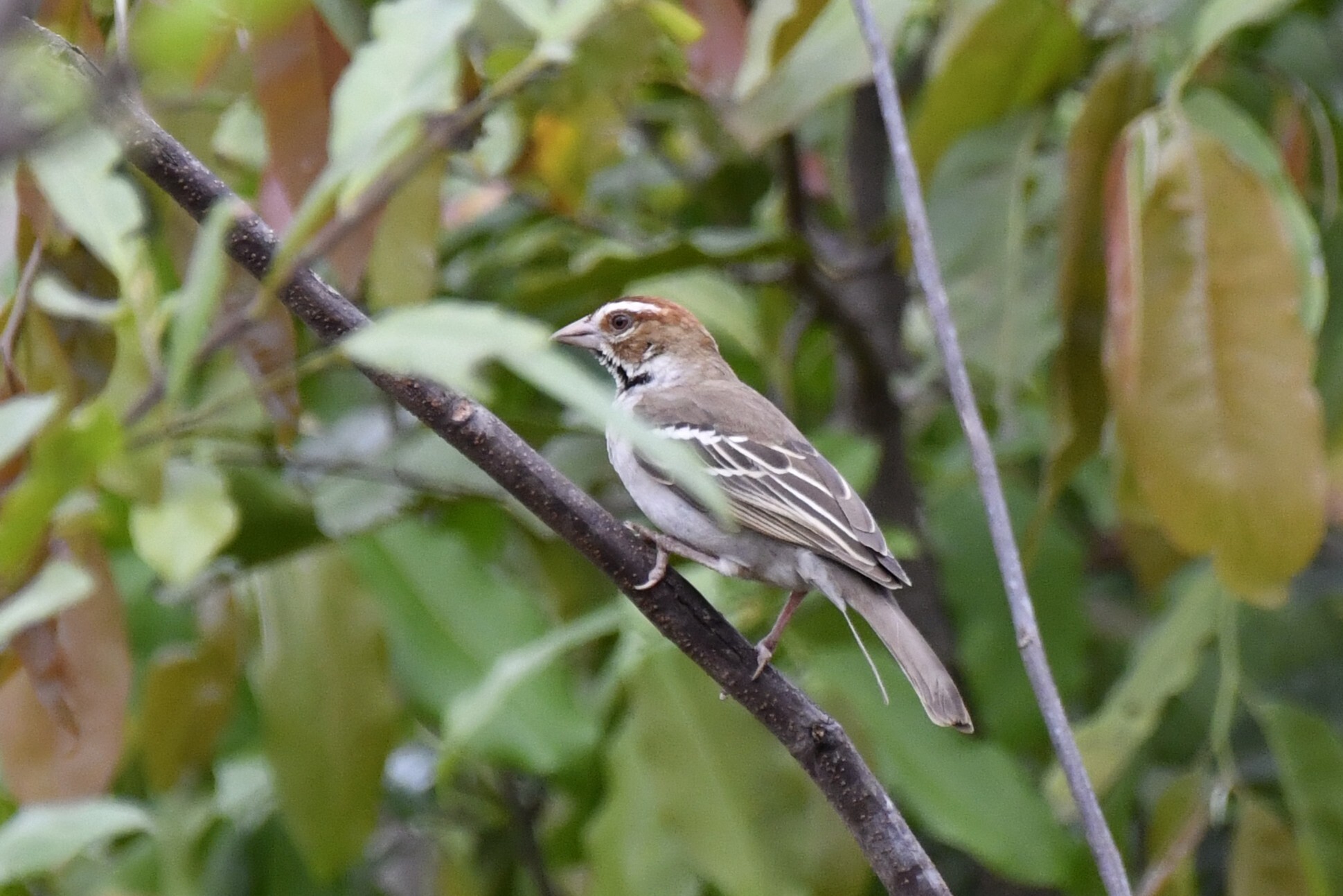Chestnut-crowned Sparrow-Weaver (Plocepasser superciliosus), photo 9