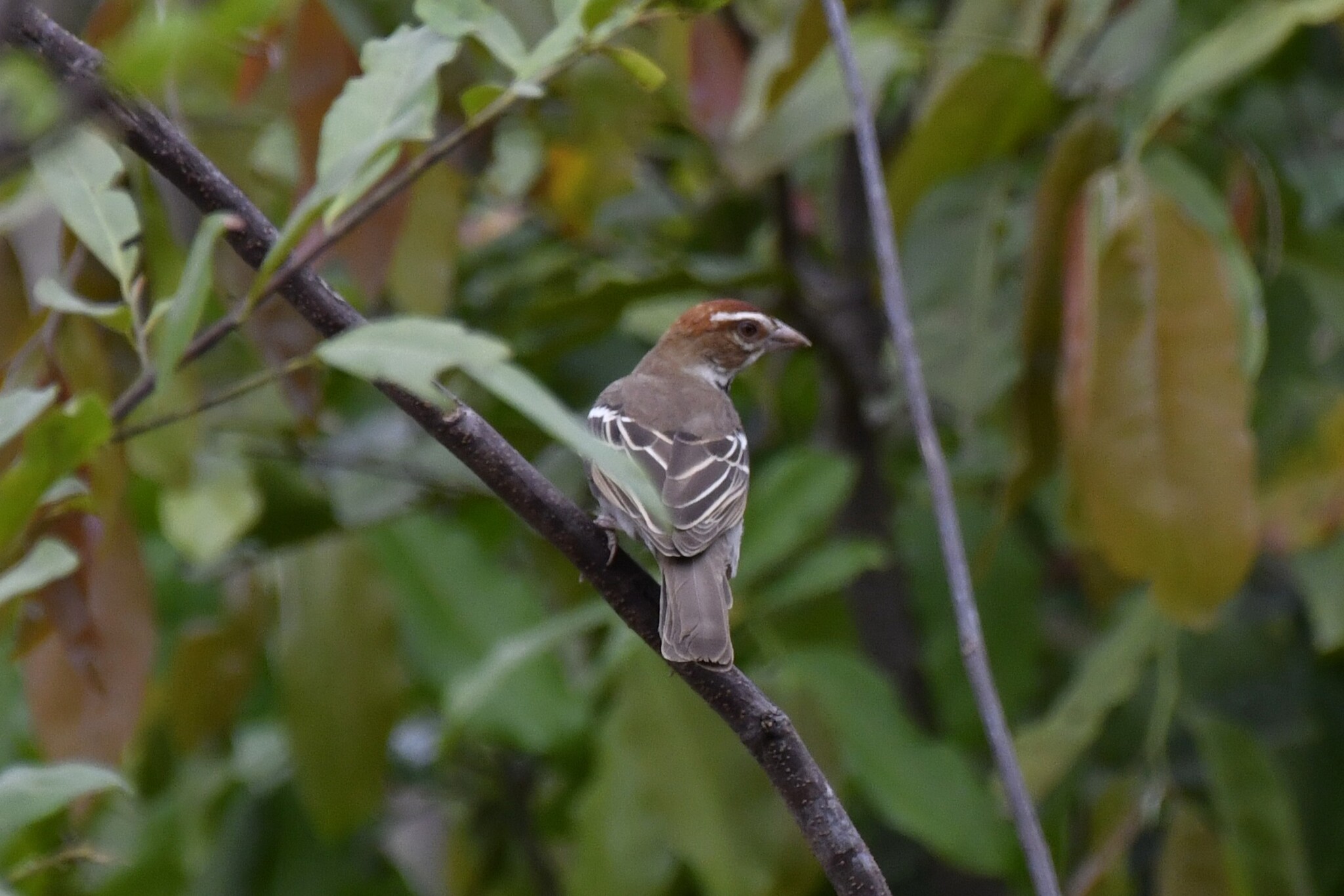 Chestnut-crowned Sparrow-Weaver (Plocepasser superciliosus), photo 10