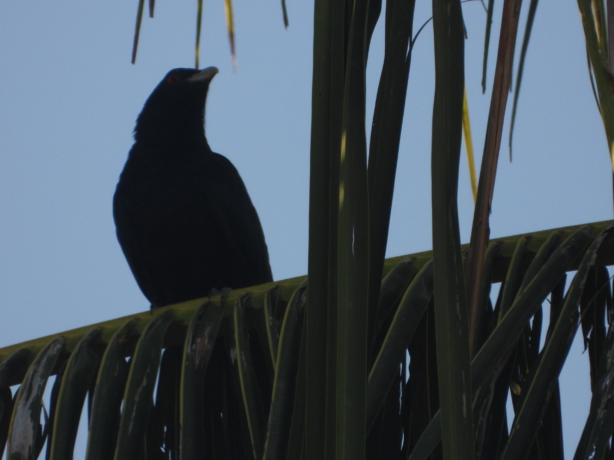 Asian Koel (Eudynamys scolopaceus), photo 3