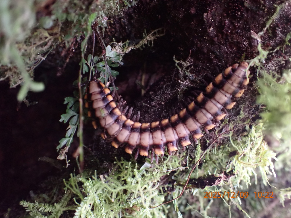 Python Millipede from Monteverde Cloud Forest Reserve, Puntarenas, CR ...