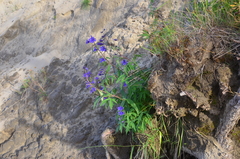 Delphinium cheilanthum