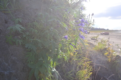 Delphinium cheilanthum
