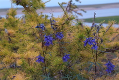 Delphinium cheilanthum