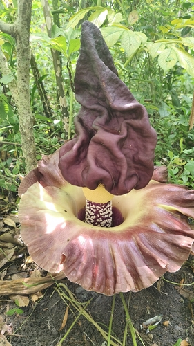 Amorphophallus paeoniifolius